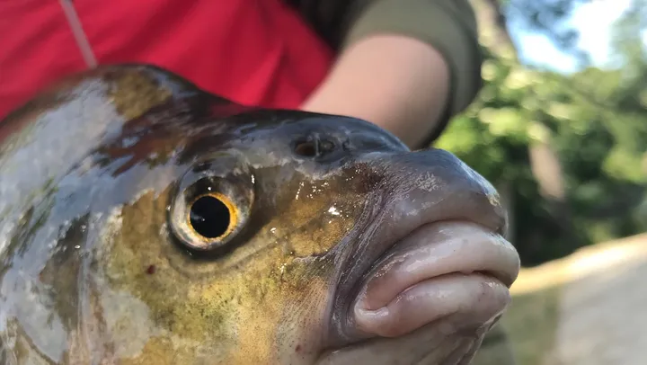 Prova på fiske sommarlov – Norrtälje