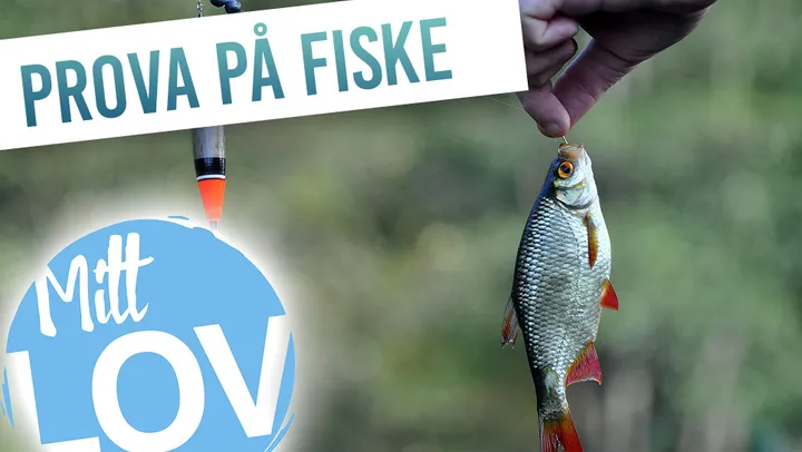 Fiske – Norrtälje