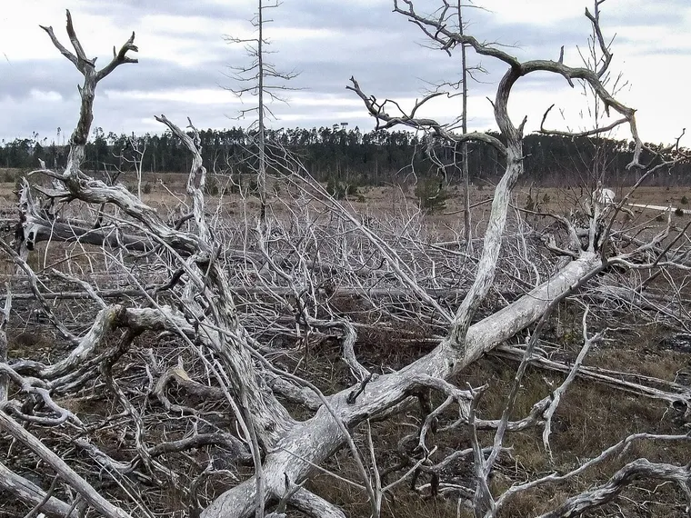 SAMTAL: Branden på Torsburgen 1992 – Katthammarsvik
