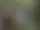 Naturstigen genom Hjos Djungel